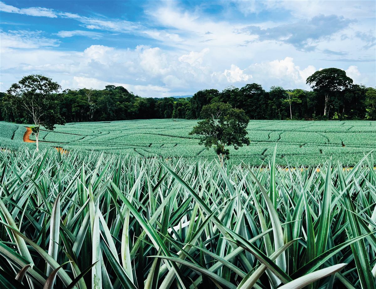 Cultivo de piña en San Carlos, Alajuela