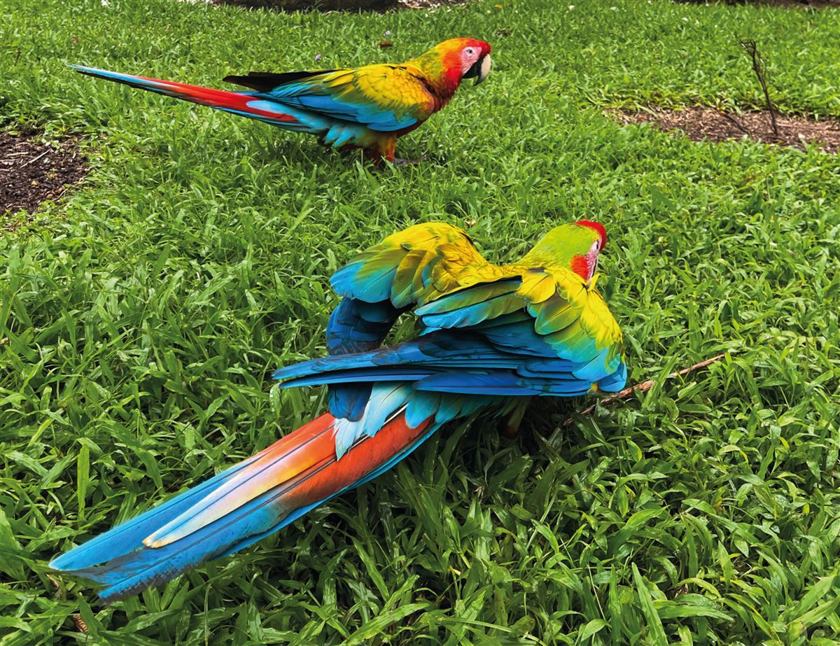 Lapas rojas en San Carlos, Costa Rica