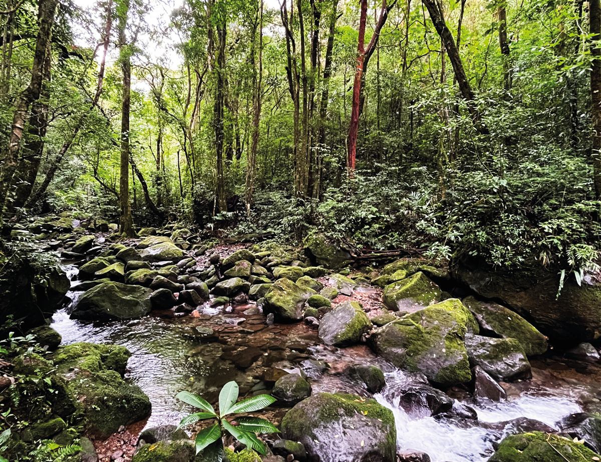Quebrada de aguas claras en San Carlos