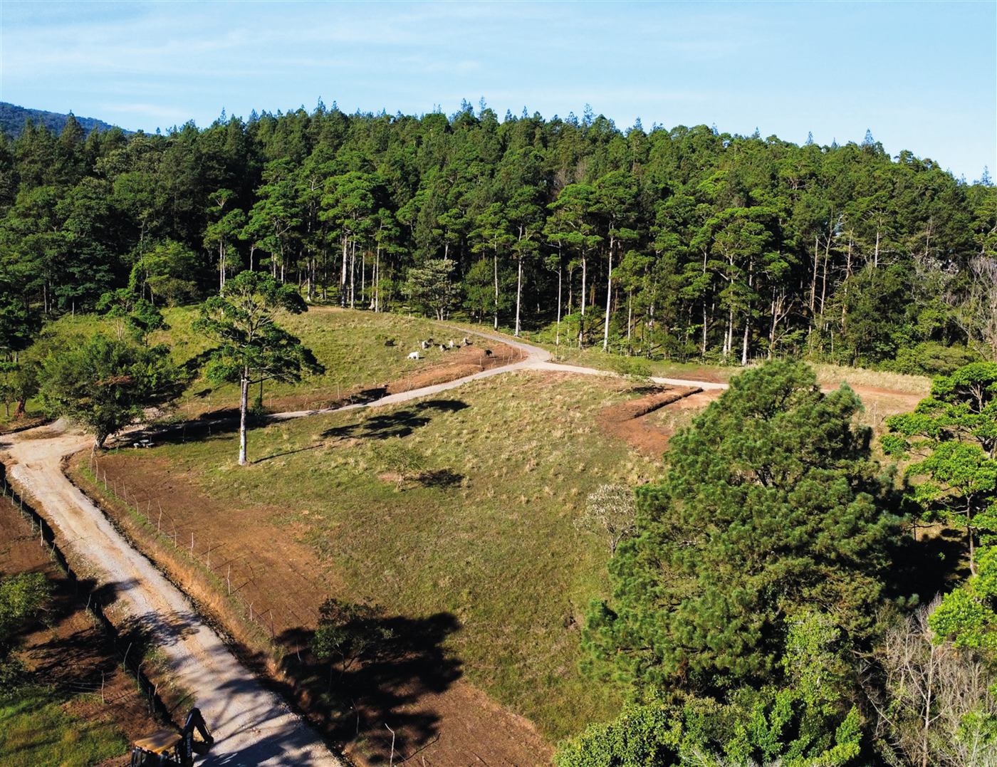 Vista aérea de bosque en San Carlos